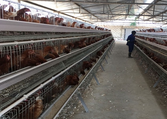 Telur PVOC Lapisan Kandang Ayam Untuk 2000 Burung Pertanian Unggas