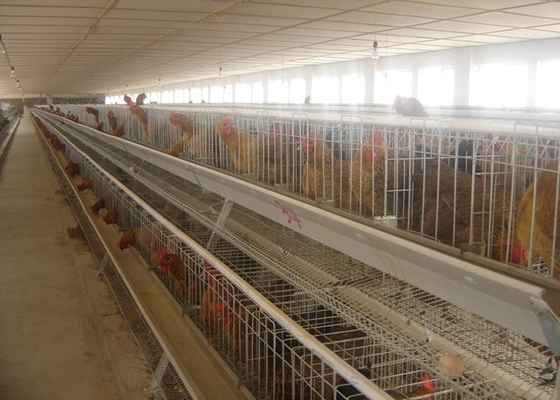 Peternakan Ayam Kandang Lapisan Otomatis 3 Tingkat Dan 4 Tingkat Untuk Unggas