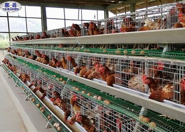 Lapisan Telur Ayam Galvanis Cage / Egg Laying Hens Farm 3 Tahun Garansi