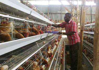 Tanzania Farm 4 Tier Kandang Baterai Lapisan Ayam, Sistem Kandang Unggas