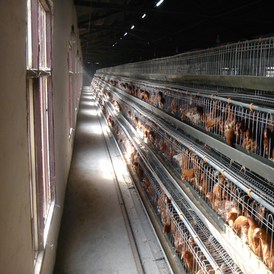 Kandang Ayam Otomatis Hewan Komersial Untuk Peralatan Peternakan Unggas