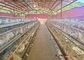 Peternakan Ayam Kandang Lapisan Otomatis 3 Tingkat Dan 4 Tingkat Untuk Unggas