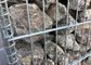 50 x 100mm Galvanis Welded Mesh Gabion / Dinding Batu Kandang Dilas