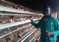 Peternakan Unggas Kandang Ayam Kandang Ayam Lapisan Otomatis Dengan Umur Panjang