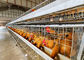 Tanzania Farm 4 Tier Kandang Baterai Lapisan Ayam, Sistem Kandang Unggas