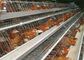 Kandang Ayam Lapisan Baterai Galvanis, Peralatan Peternakan Unggas