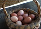 160 Burung Distributor Kandang Ayam Unggas Dengan Peminum Puting