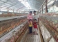 H jenis kandang ayam kandang ayam kandang ayam kandang ayam kandang ayam untuk Pasar Afrika Selatan