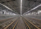 Sistem Otomatis Kandang Ayam Lapisan Unggas Galvanis 3/4 Tingkat