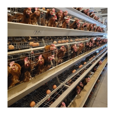 Welded Wire Mesh 4 Tier Layer Cage Untuk Telur Ayam