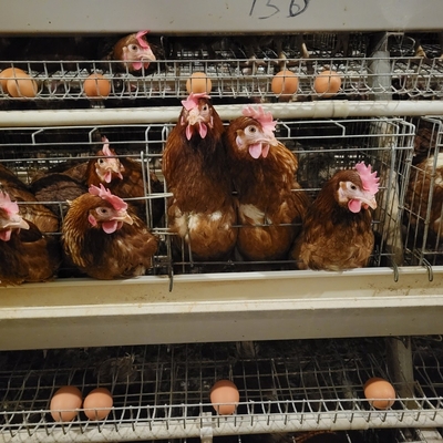 Baterai Metal Animal Layer Kandang Ayam Untuk Memberi Telur Ayam