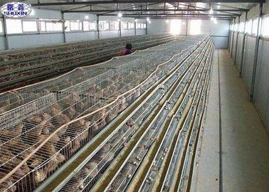 Sederhana Q235 Quail Laying Cage 800 Burung Kapasitas Lama Bekerja Menggunakan Kehidupan