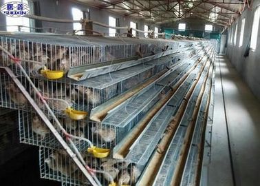 A Type Quail Laying Cage, Commercial Pvc Quail Cage Customized Service
