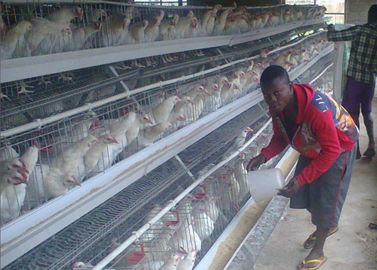 96 Kapasitas Lapisan Telur Kandang Ayam Perawatan Permukaan Galvanis Dicelupkan Panas