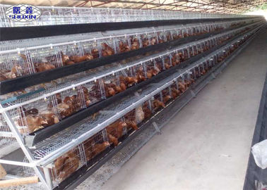 Sistem Kandang Baterai Rumah Terbuka Ayam Galvanis Lapisan Untuk Peternakan Ayam