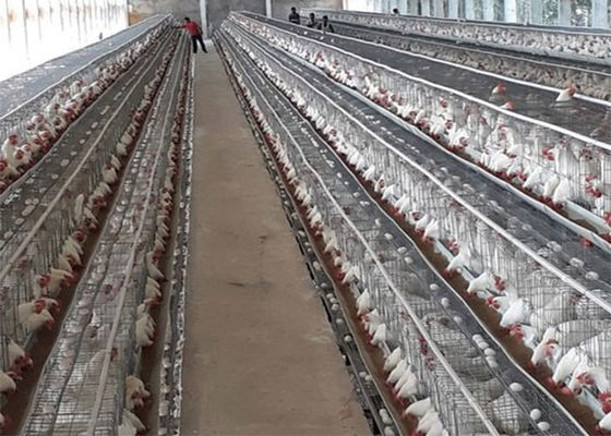 Harga Murah 3 Tingkatan 96 Kandang Ayam Telur Ayam Petelur Zambia