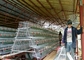 3 Tingkat 4 Kamar 500-1000 Kandang Pembibitan Ayam Untuk Peternakan Filipina