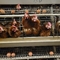 Baterai Metal Animal Layer Kandang Ayam Untuk Memberi Telur Ayam