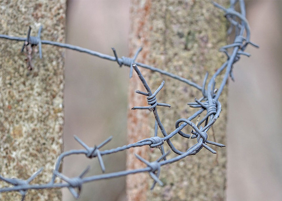 Ketahanan Karat Ganda Dilapisi PVC Lapisan / Galvanized Barbed Wire Coils