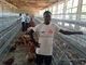 Q235 Lapisan Kandang Baterai Ayam Pengumpan Ayam untuk Peternakan Unggas