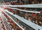 4 Tingkatan 128 Kapasitas H Jenis Lapisan Kandang Ayam Untuk Peternakan Ayam Komersial