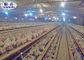 A / H Type Layer Sangkar Ayam Dengan Sistem Otomatis Untuk Peralatan Peternakan Unggas