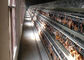 Bangunan Peternakan Modern Kandang Ayam Lapisan Unggas