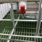Sistem Air Minum Otomatis Kandang Ayam Petelur Untuk Peternakan Unggas