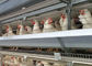 A Type 96 Ayam Petelur Telur Kandang Galvanis Untuk Peternakan Layer