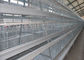 Kandang Ayam Lapisan Otomatis Galvanis Kapasitas Besar Untuk 160 Ayam