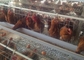 Kandang Ayam Lapisan Galvanis Luas yang Kokoh 128 Burung Untuk Peternakan Unggas